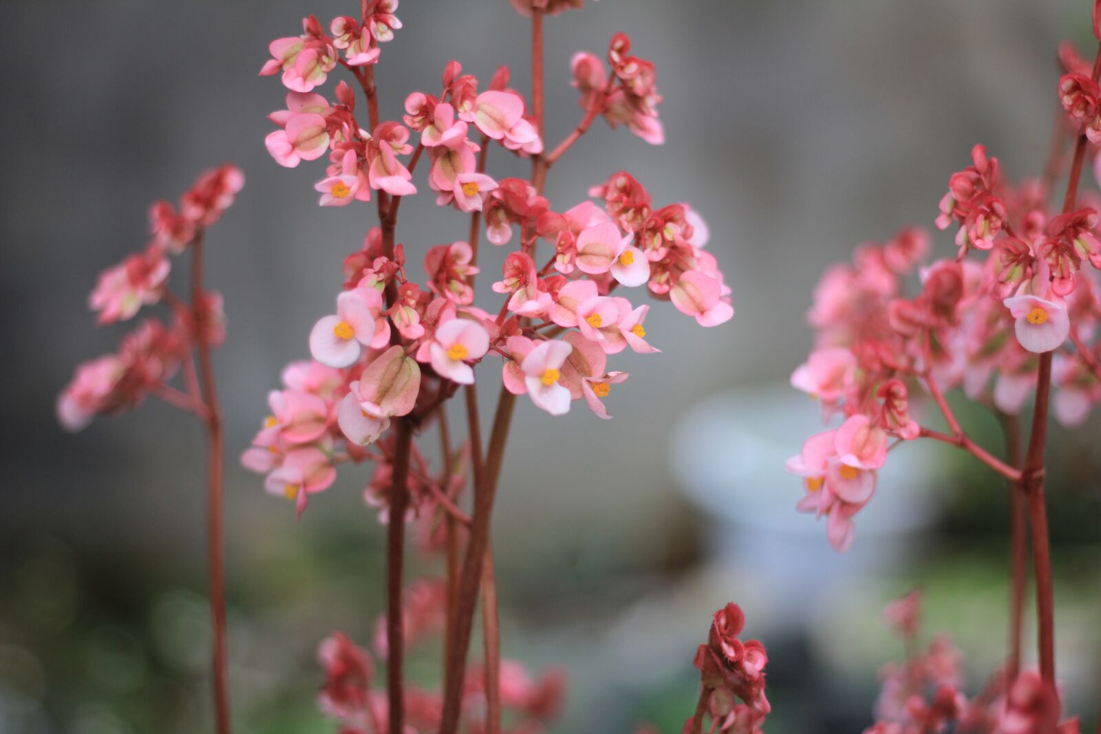 Canon EOS 60D + Canon EF 50mm F1.8 STM sample photo. Shallow shower, flower, tree photography