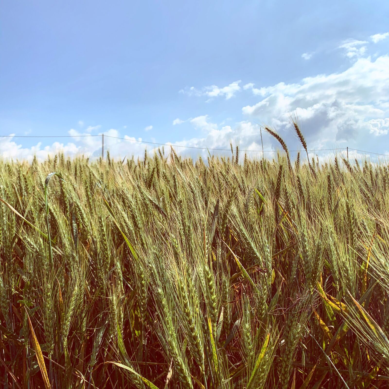 iPhone XR back camera 4.25mm f/1.8 sample photo. Wheat, cereals, agriculture photography