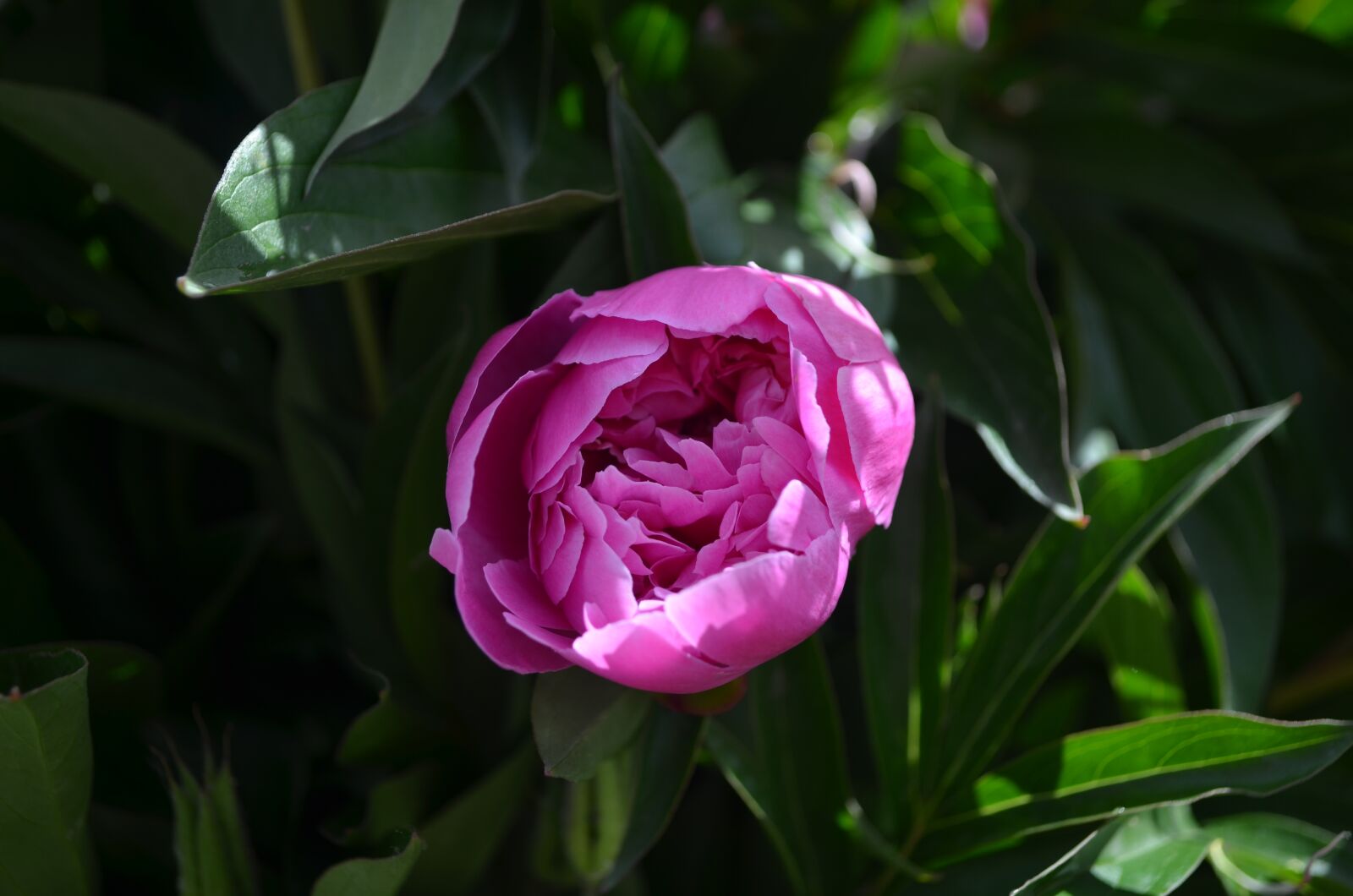 Nikon D5100 sample photo. Pink flower, peony, greens photography