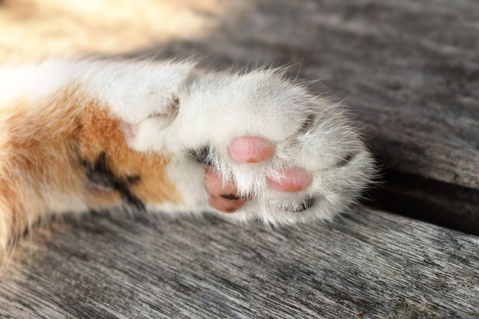 Nikon D5500 sample photo. Cat's paw, white, animal photography
