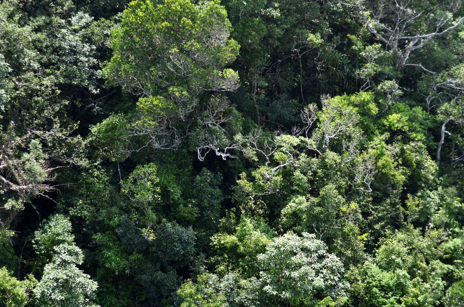 Nikon D7000 sample photo. Hills, cliff, rainforest photography
