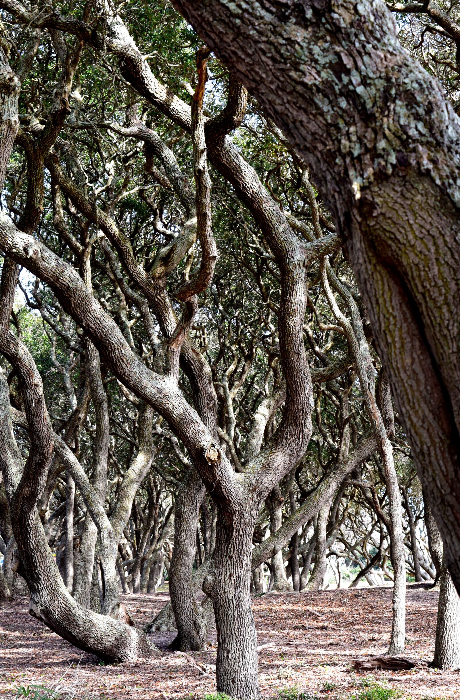 Nikon D3300 sample photo. Trees, nature, mysterious photography