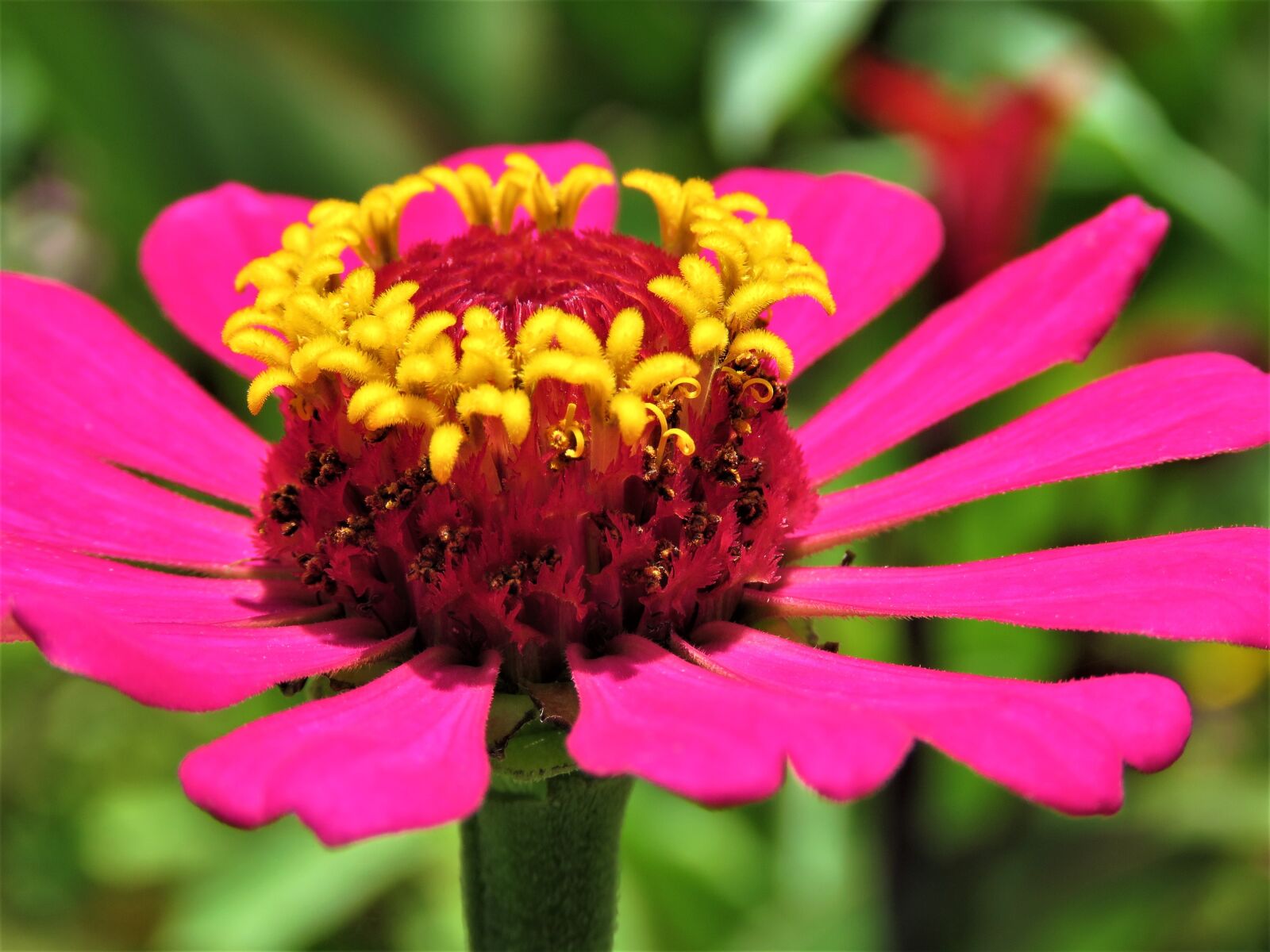 Canon PowerShot SX60 HS sample photo. Flower, plant, growth photography
