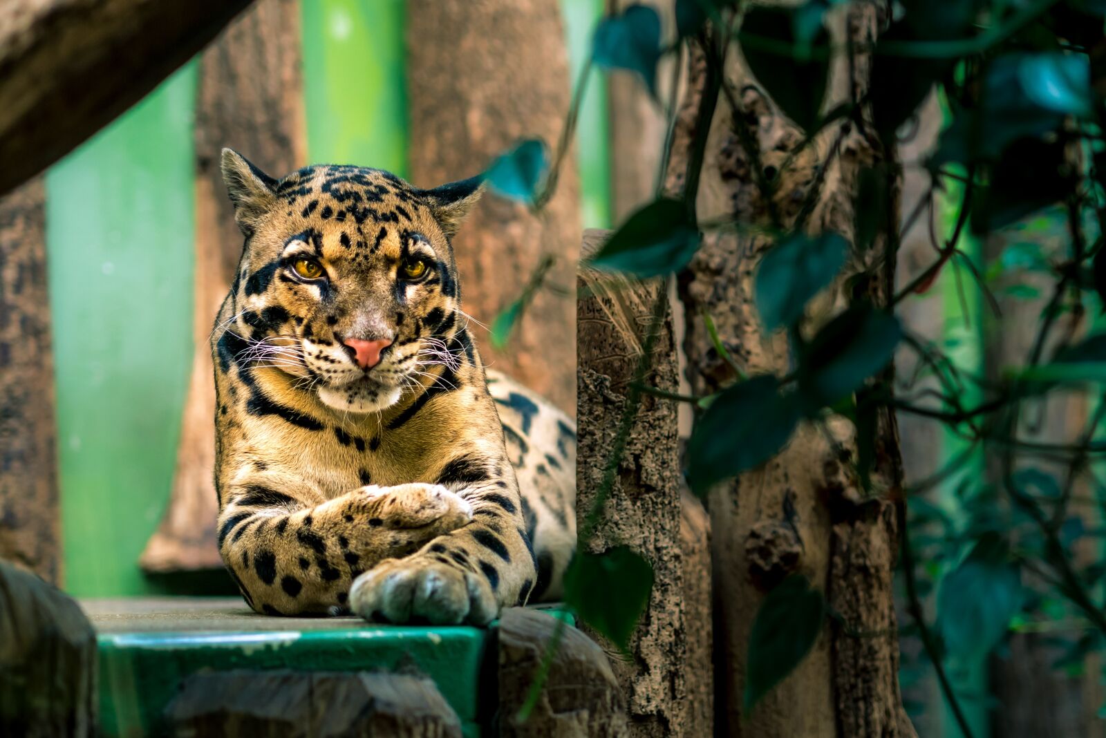 Panasonic Lumix DMC-GX85 (Lumix DMC-GX80 / Lumix DMC-GX7 Mark II) sample photo. Beautiful, clouded, leopard photography