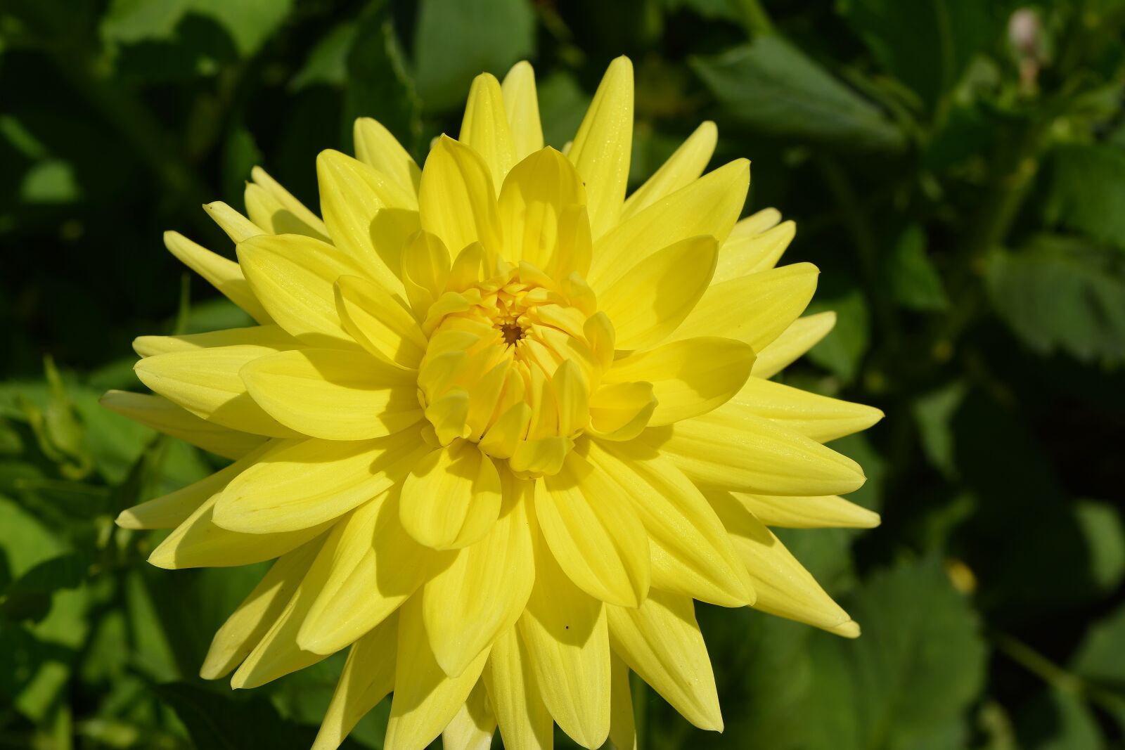Nikon D5200 sample photo. Garden, dahlia, blossom photography