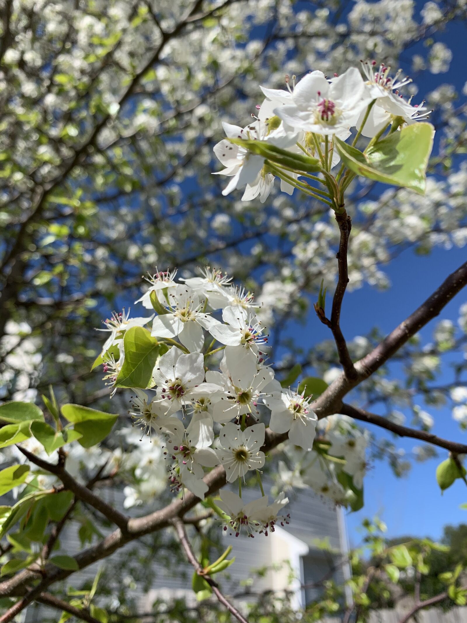 Apple iPhone XR sample photo. White, flowers, branches photography