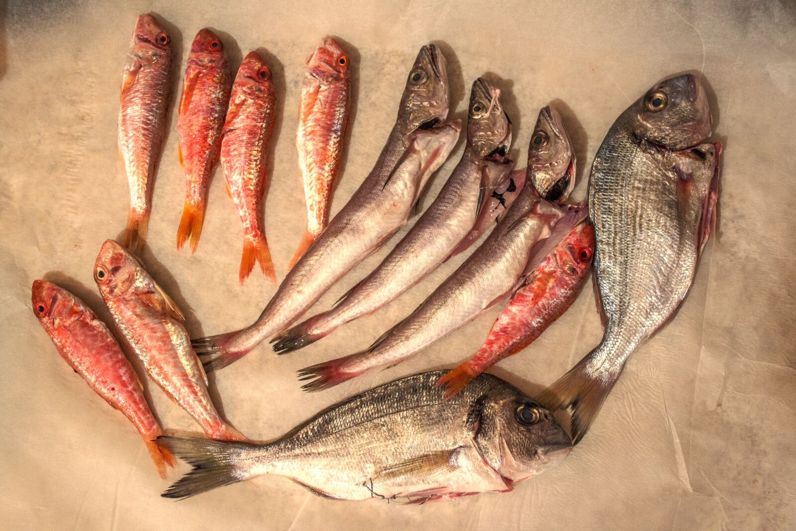Nikon D3100 sample photo. Fresh fish, raw, sea photography