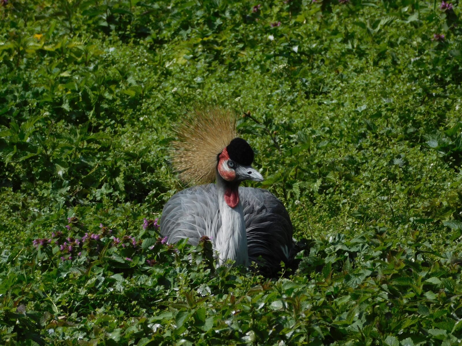 Nikon Coolpix L840 sample photo. Berlin zoo, birds, headdress photography