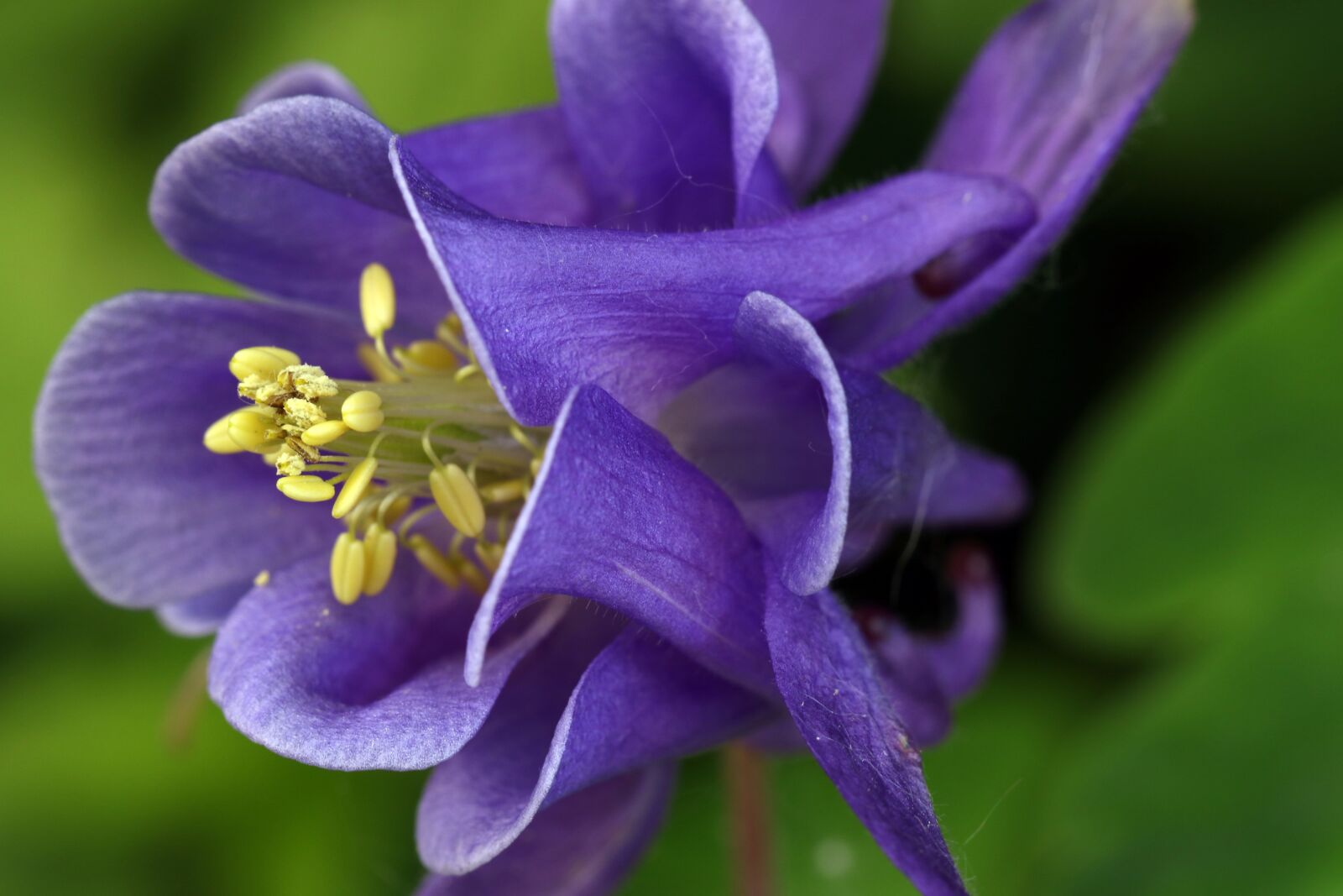 Canon EOS 7D Mark II sample photo. Orlik, flower, violet photography