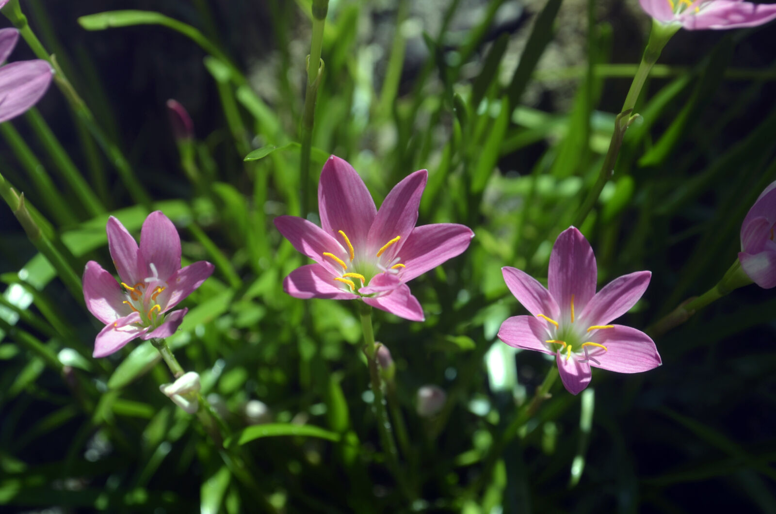 Nikon AF Nikkor 35mm F2D sample photo. Beautiful, flowers, flowers, pink photography