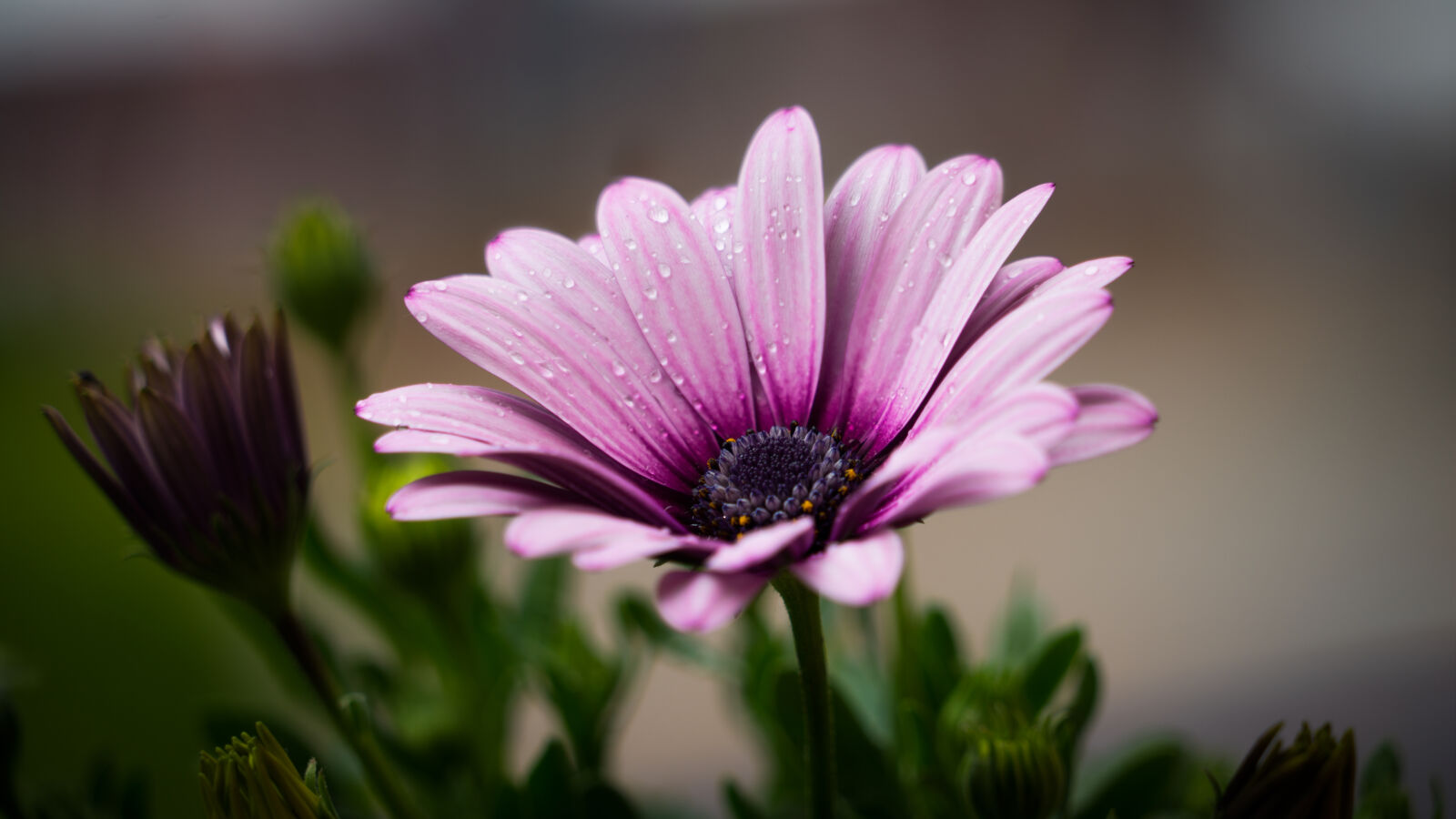 Sony a7R + Sony FE 24-240mm F3.5-6.3 OSS sample photo. Nature, flowers, plant, rain photography