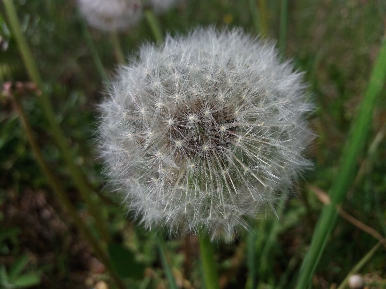 Samsung Galaxy J5 sample photo. Dandelion, nature, plant photography