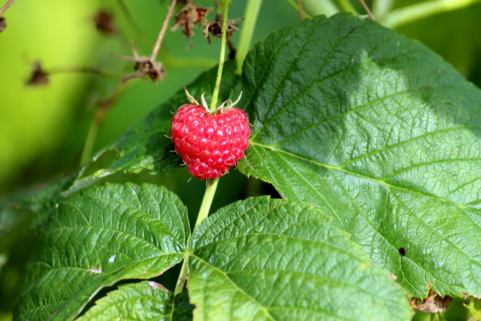 Canon EOS 1200D (EOS Rebel T5 / EOS Kiss X70 / EOS Hi) sample photo. Malina, malinka, fruit photography