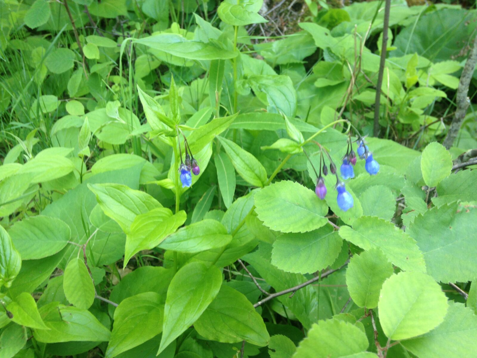 iPhone 5c back camera 4.12mm f/2.4 sample photo. Bluebells photography