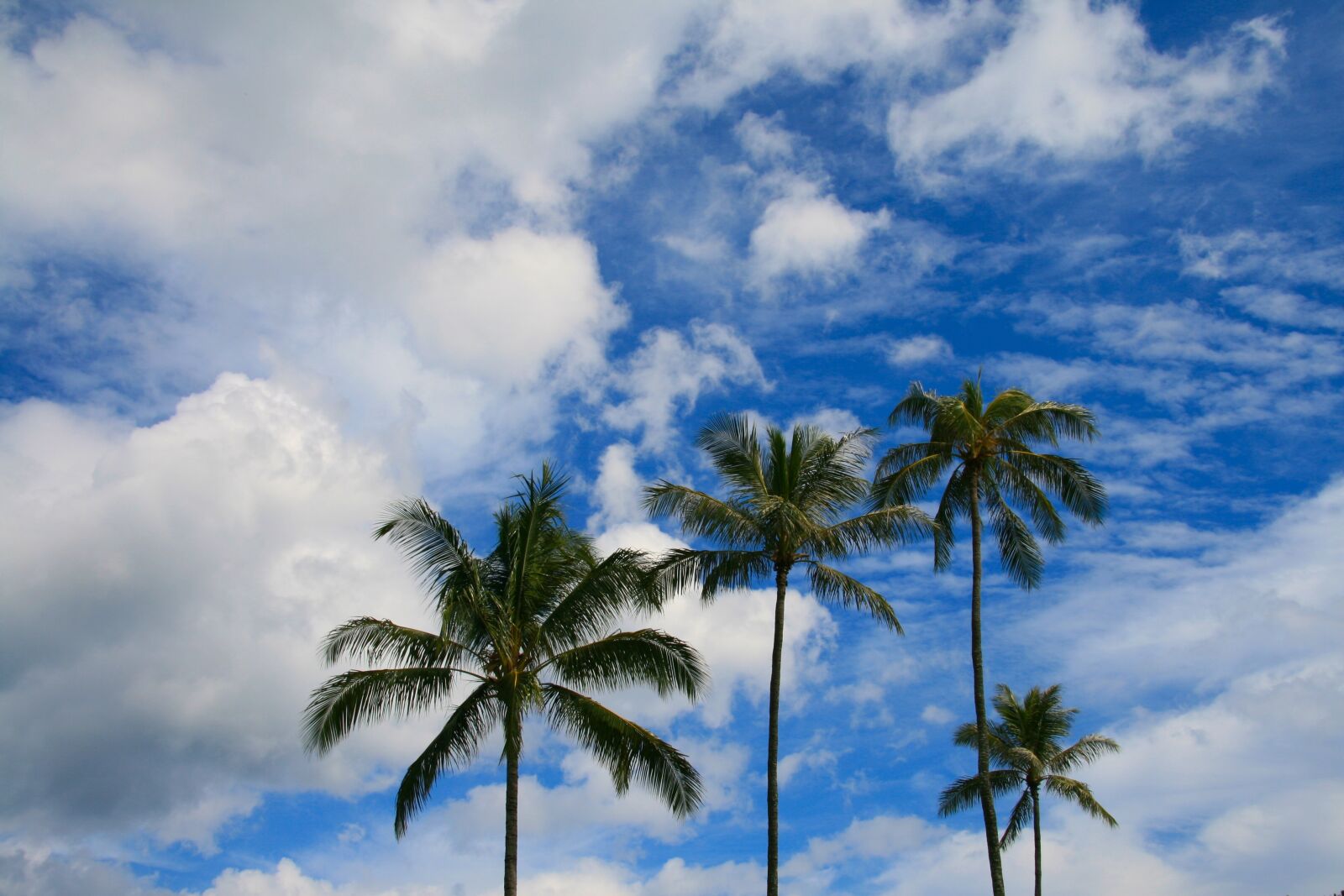 Canon EOS 400D (EOS Digital Rebel XTi / EOS Kiss Digital X) sample photo. Palms, palm tree, sky photography