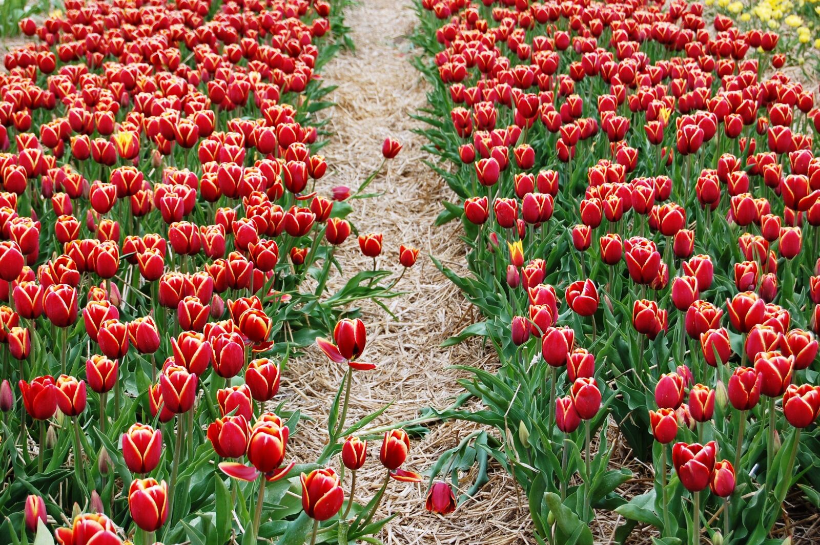 Nikon D40 sample photo. Tulips, plantation, picnic photography