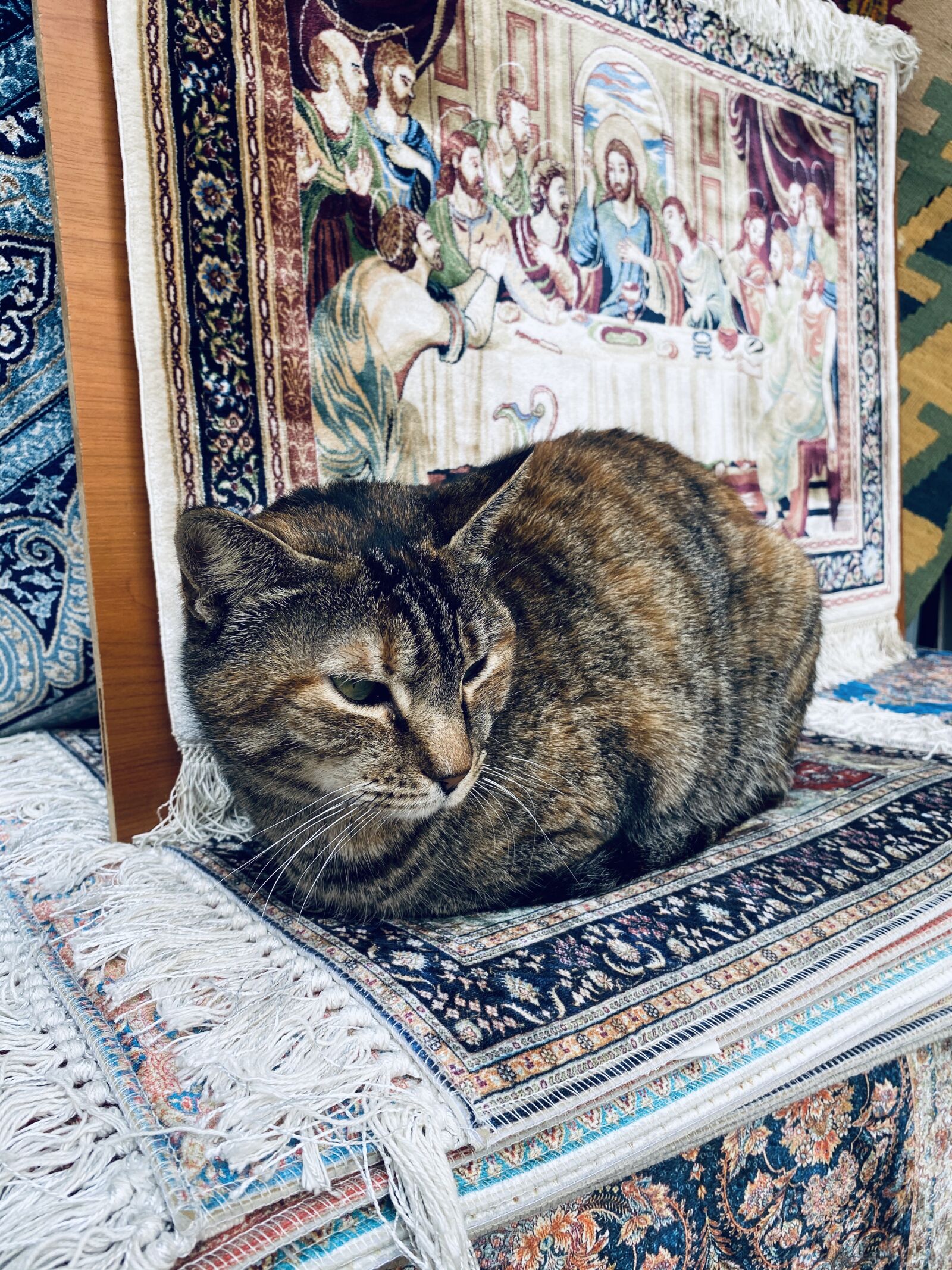 Apple iPhone 11 sample photo. Travel, cat, animal photography