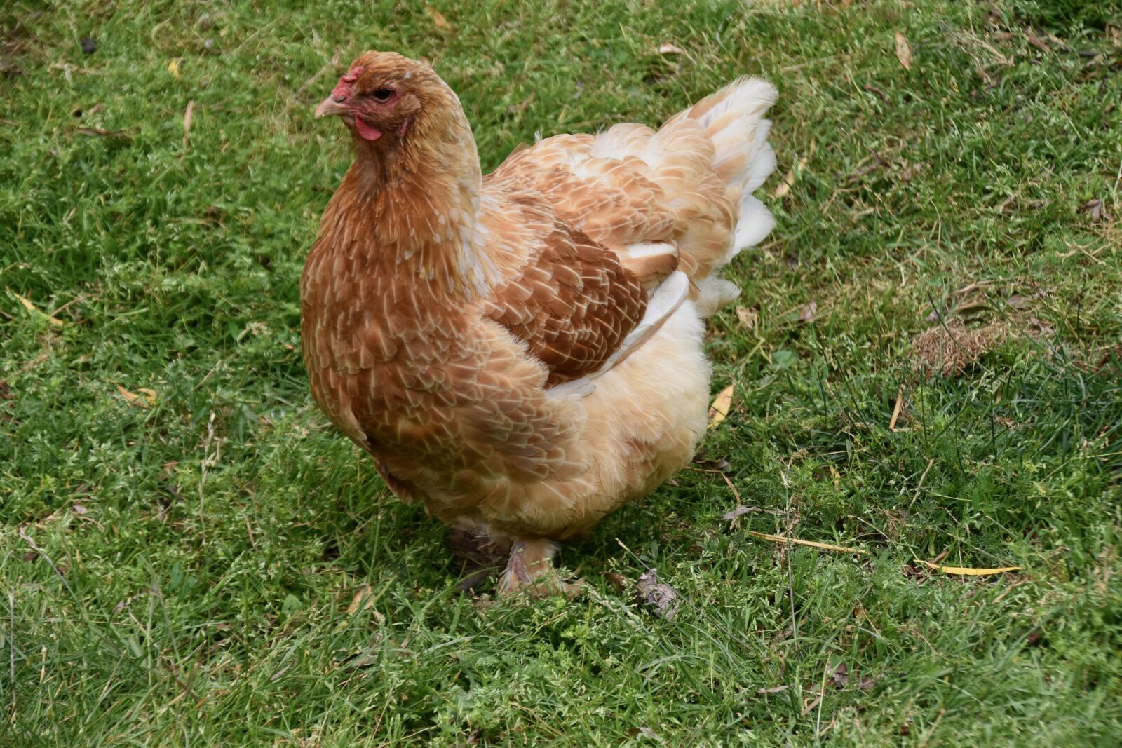 Nikon D5600 sample photo. Chicken, hen, grass photography