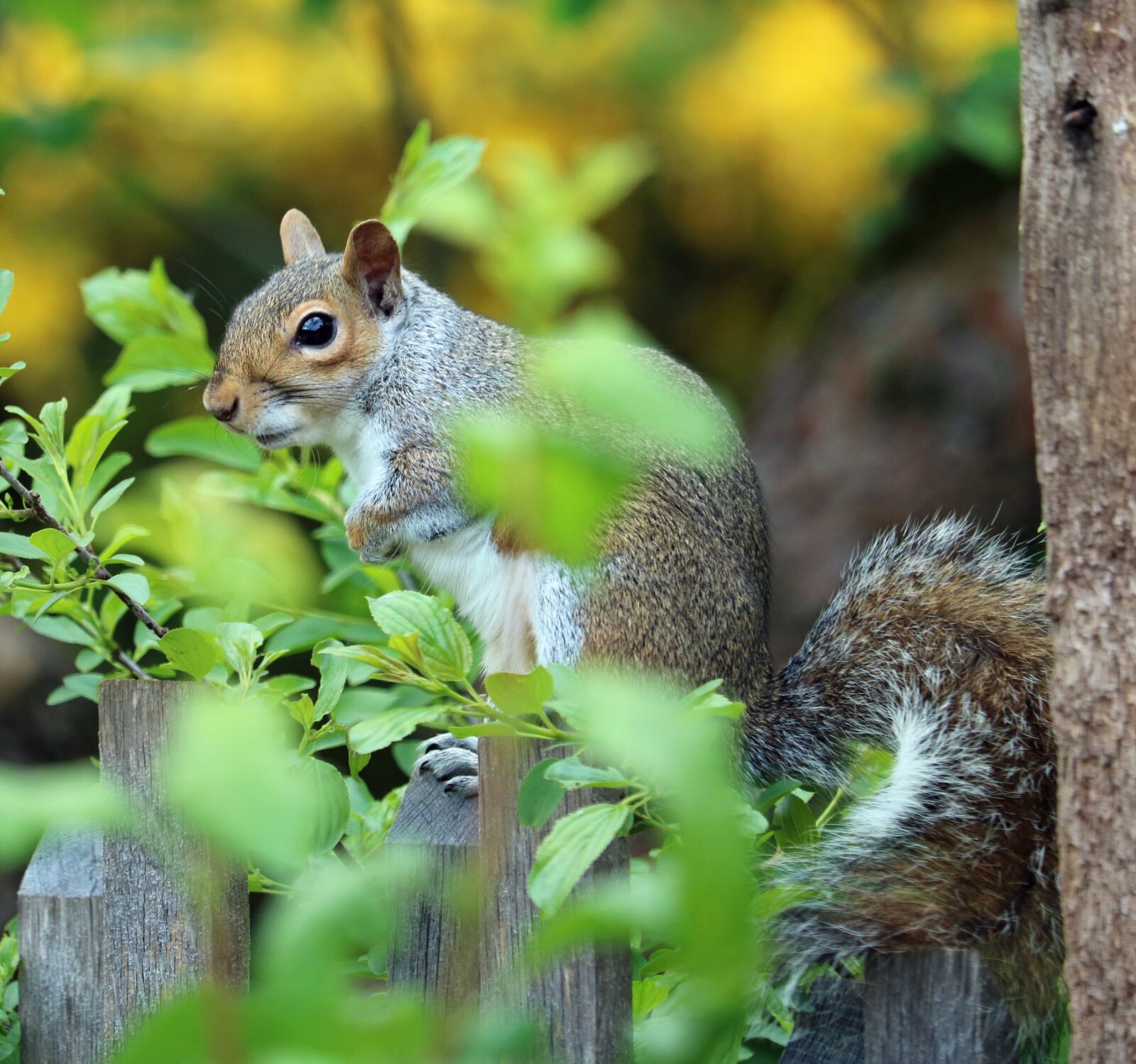 Canon EOS 750D (EOS Rebel T6i / EOS Kiss X8i) sample photo. Squirrel, grey, brown photography