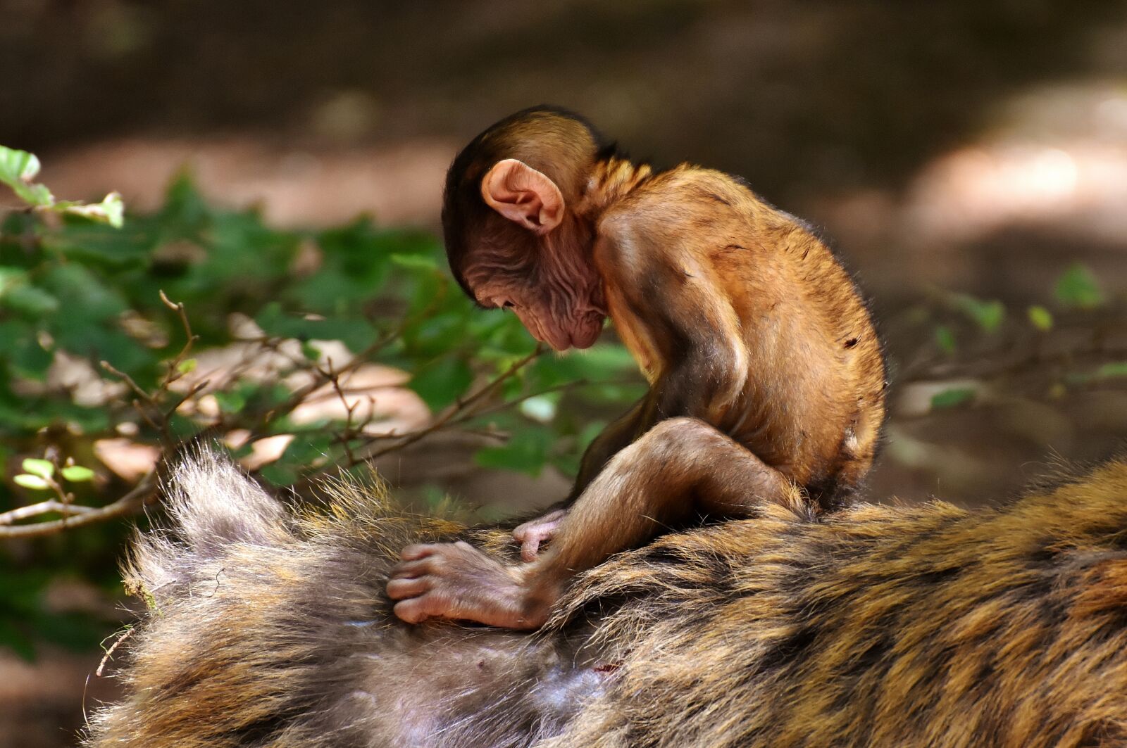 Nikon D7200 sample photo. Ape, baby monkey, barbary photography