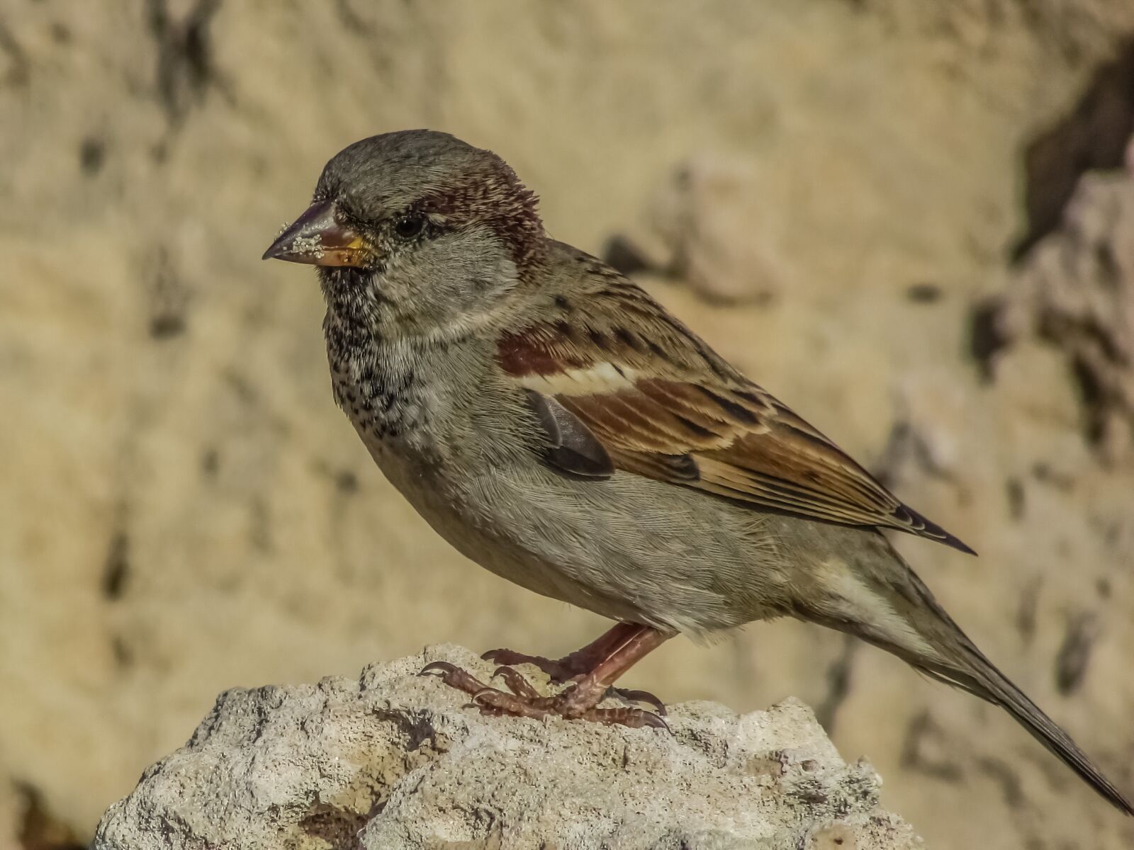 Canon PowerShot SX400 IS sample photo. Sparrow, bird, nature photography