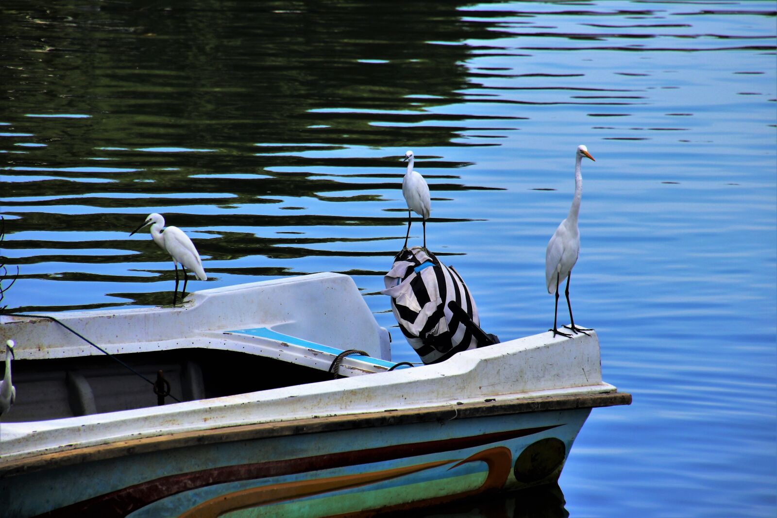 Canon EOS 80D sample photo. Birds, water, the waves photography