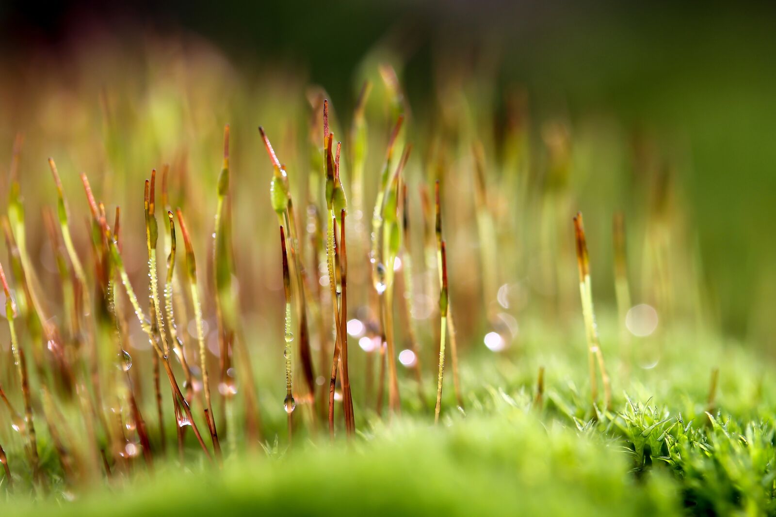 Canon EF-S 60mm F2.8 Macro USM sample photo. Moss, macro, moss flower photography