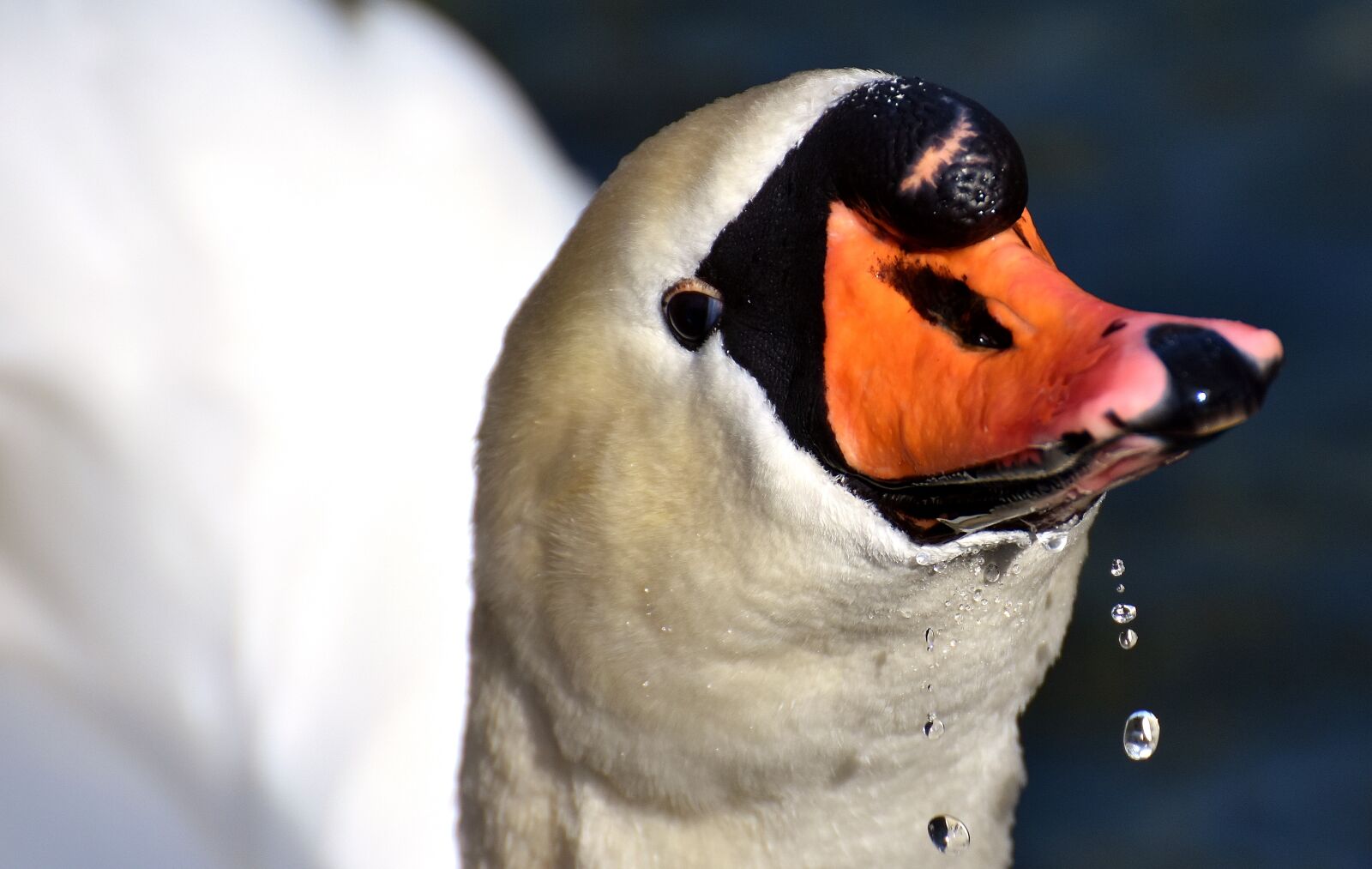 Nikon D7200 sample photo. Swan, elegant, noble photography