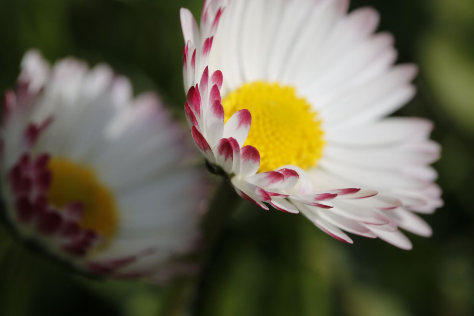 Canon EF 100mm F2.8L Macro IS USM sample photo. Spring, sprout, engine photography