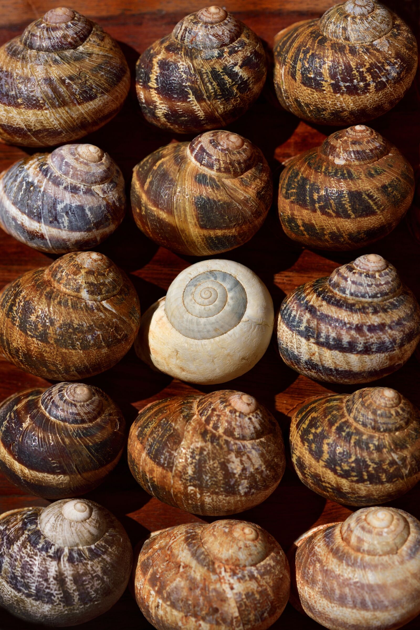 Nikon D750 sample photo. Snails, snail shells, system photography