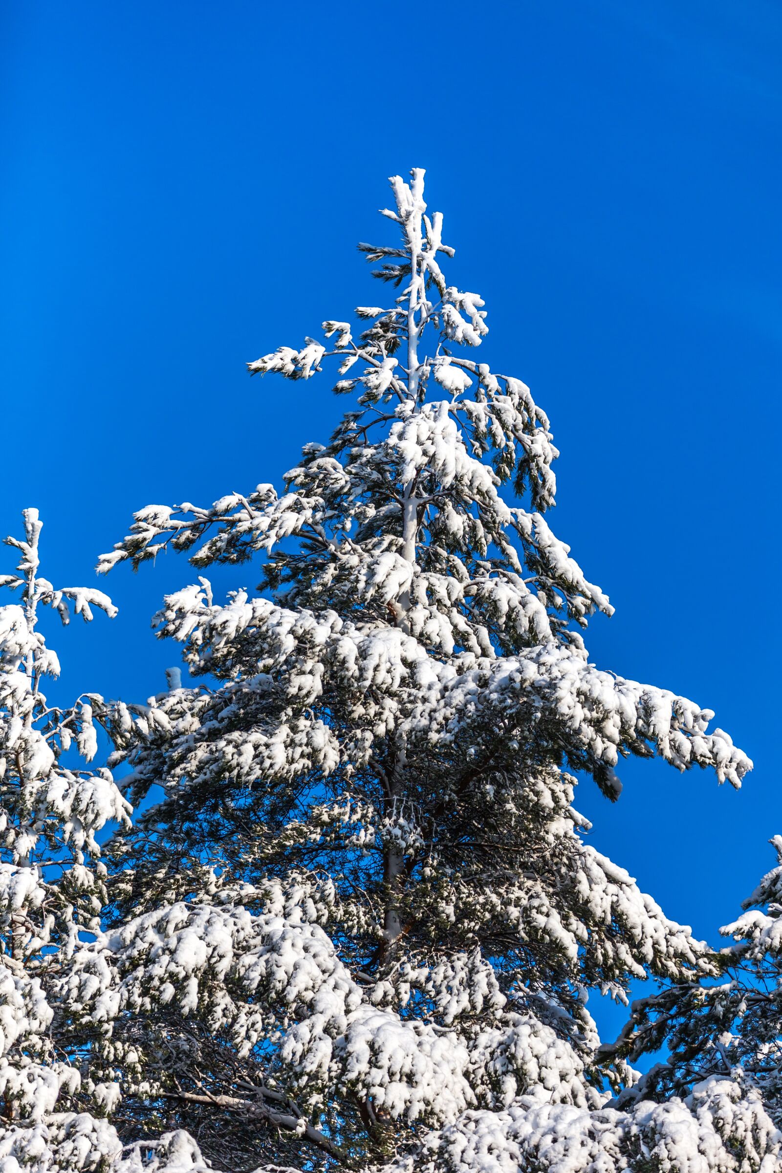 Canon EOS 6D sample photo. Six, tree, winter photography