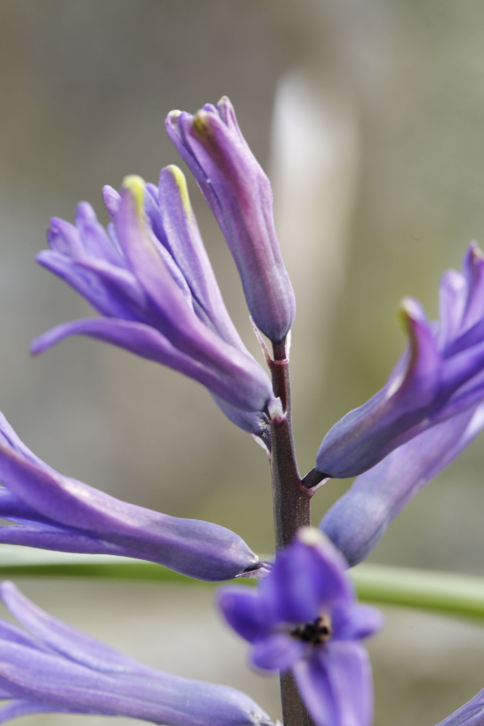 Canon EF 100mm F2.8L Macro IS USM sample photo. Spring, bud, sprout photography