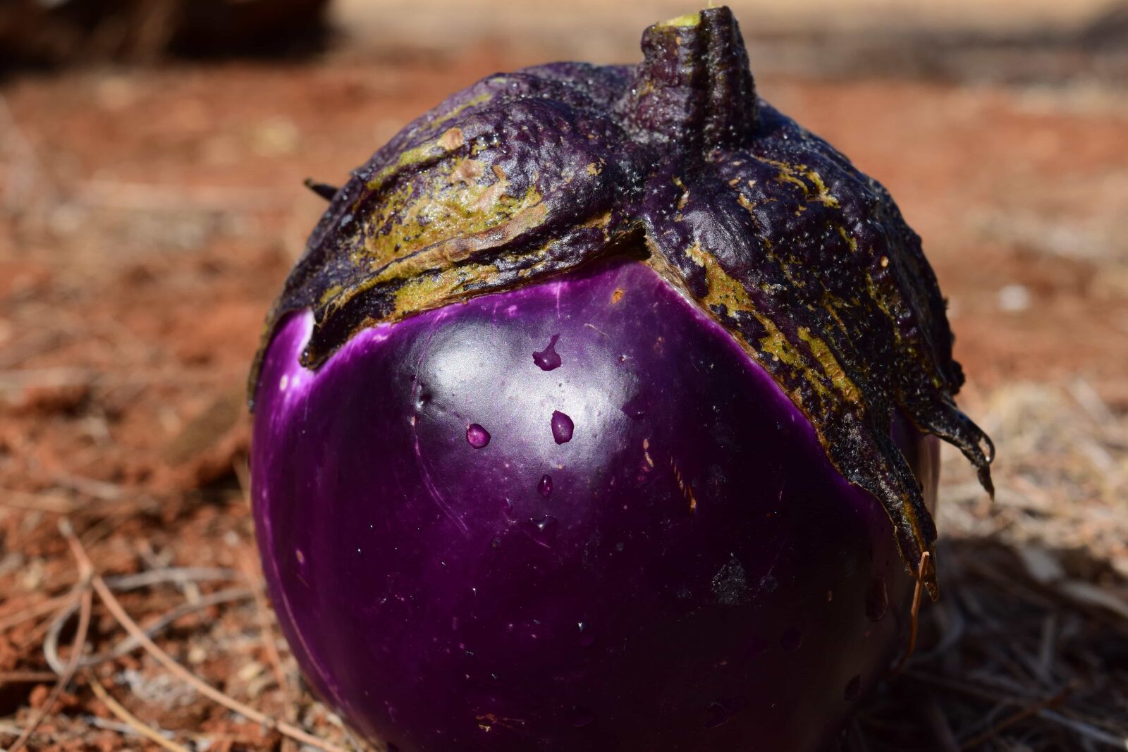 Nikon D3300 sample photo. Nature, food, eggplant, ground photography