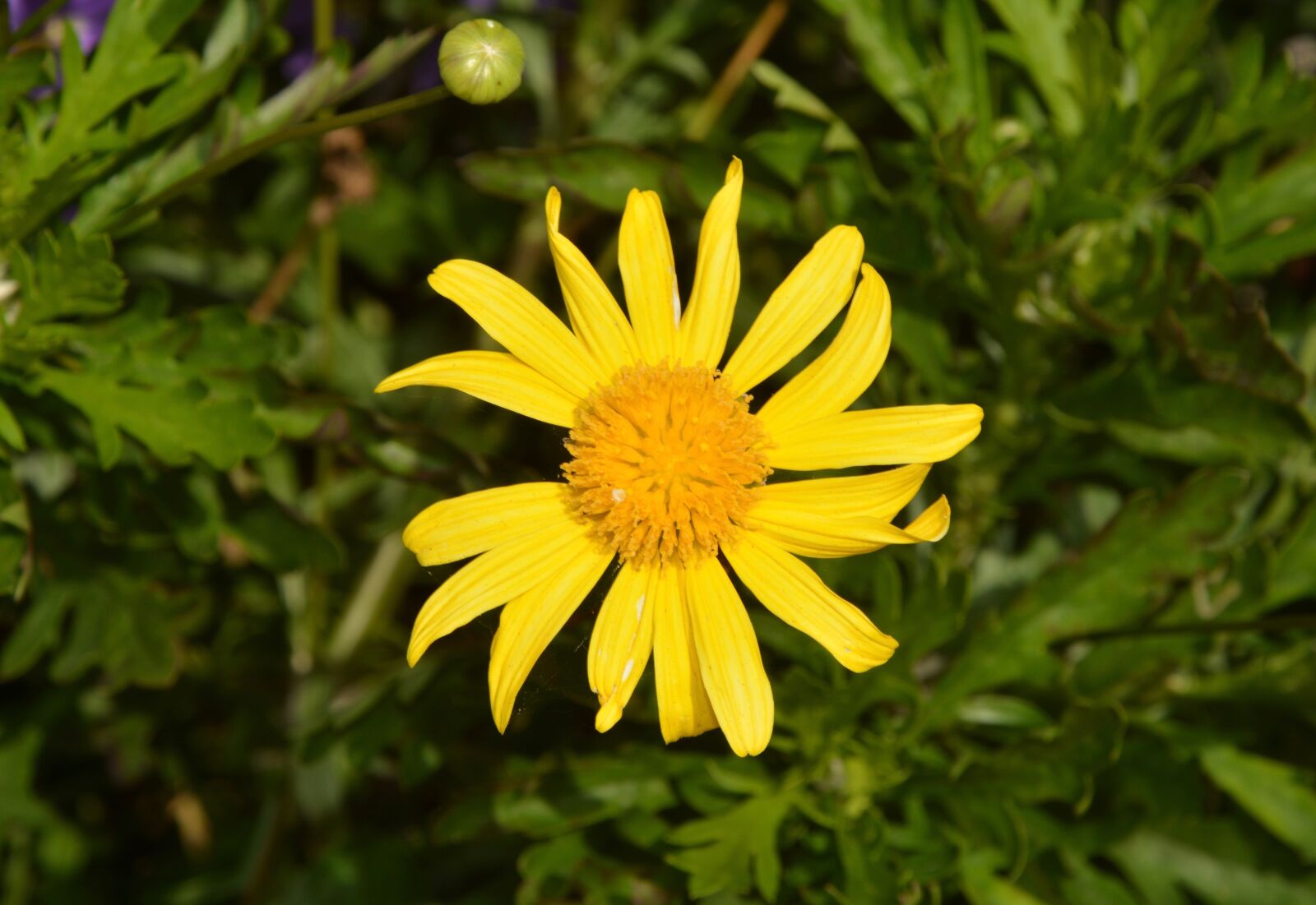 Nikon D5200 sample photo. Flower, marguerite, yellow photography