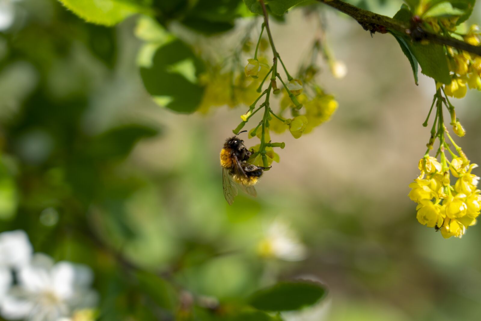 Sony FE 24-105mm F4 G OSS sample photo. Bumblebee, flower, pollination photography