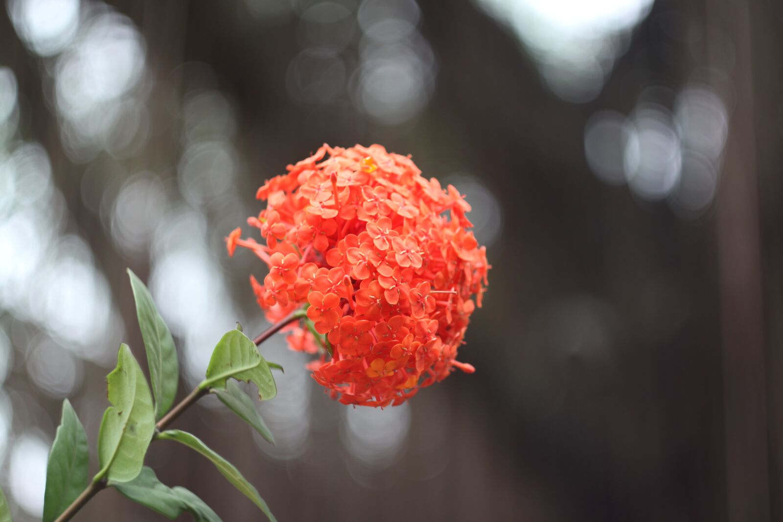 Canon EOS 50D sample photo. Red ixora, mf lens photography