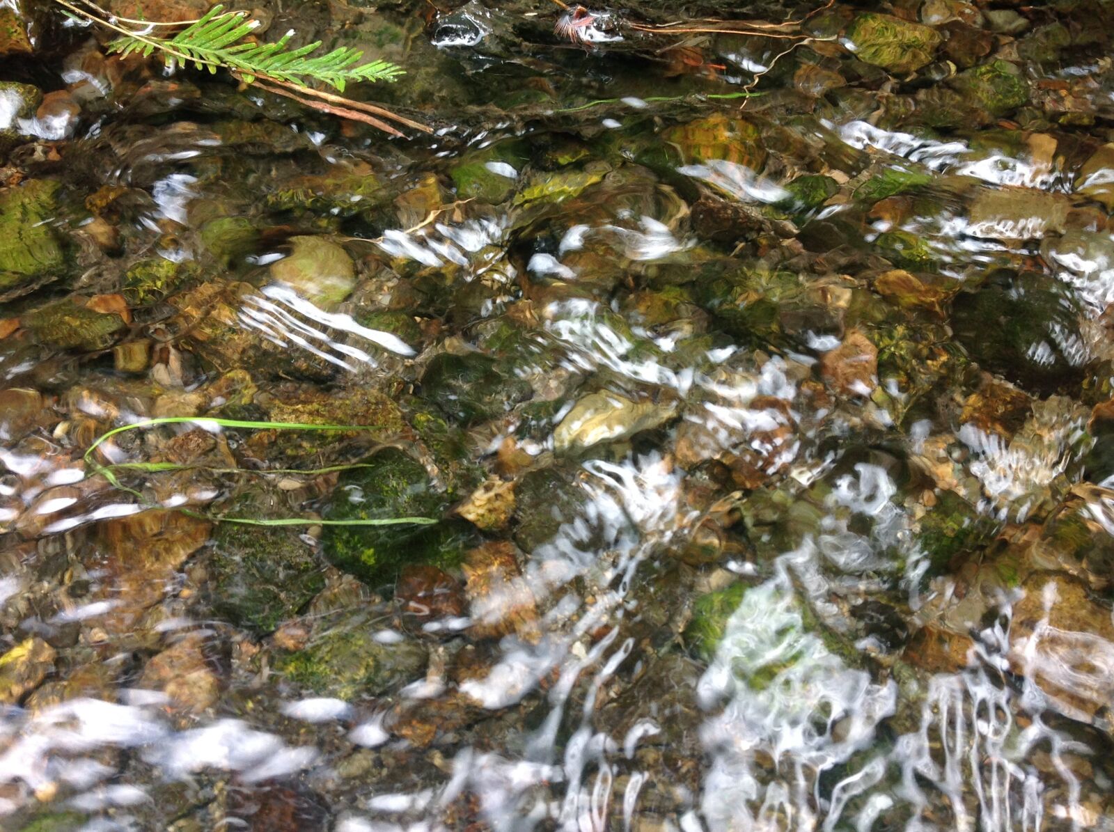 Apple iPad sample photo. Algae in water, stream photography