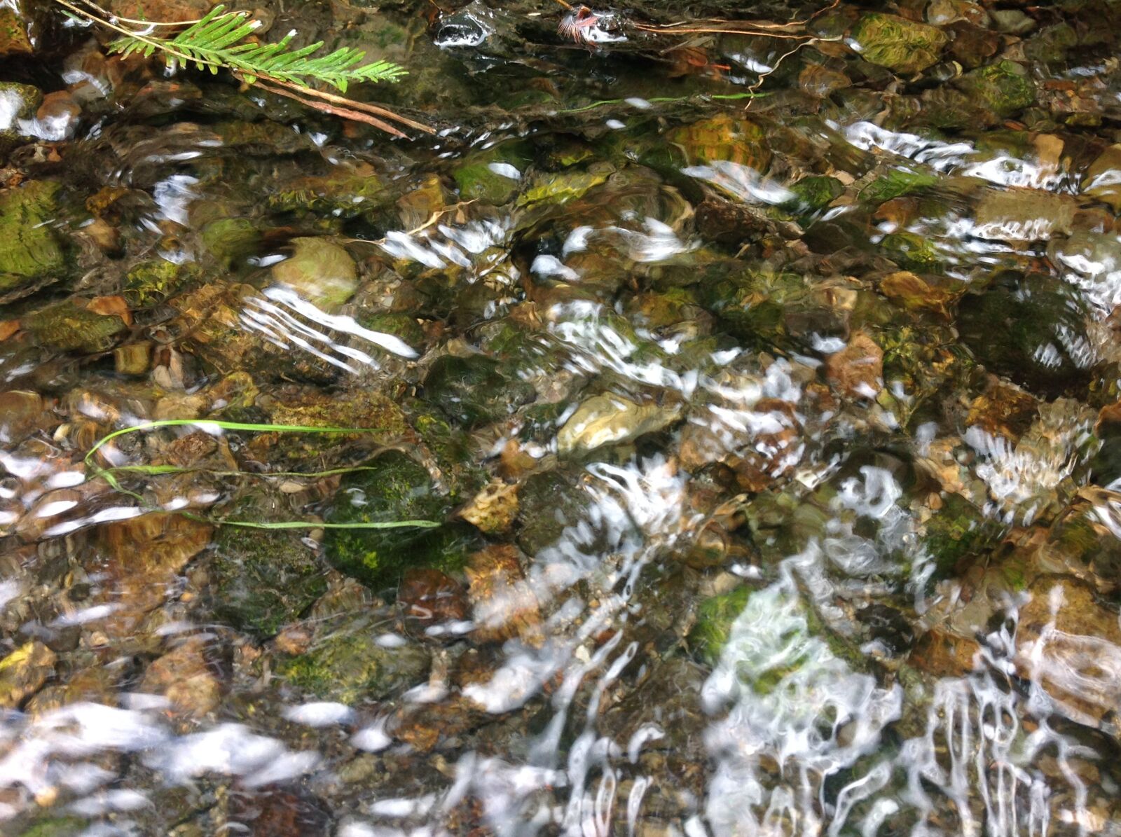 iPad back camera 4.28mm f/2.4 sample photo. Algae in water, stream photography