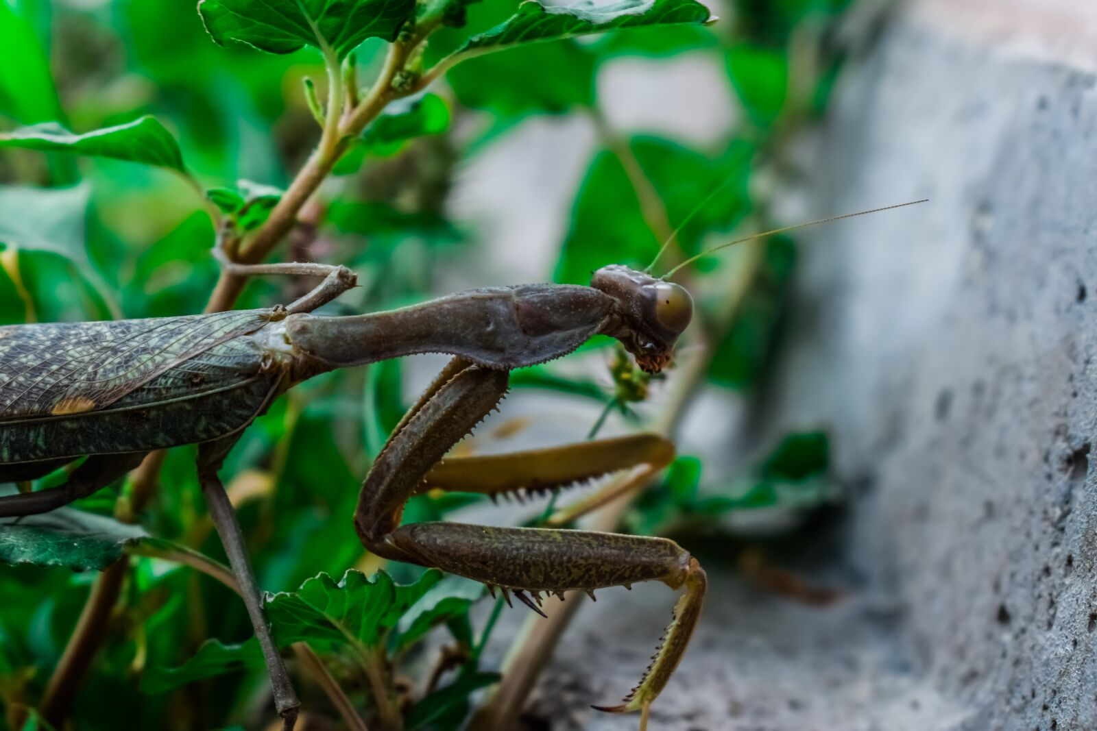 Nikon D3300 sample photo. Praying mantis, nature, insect photography