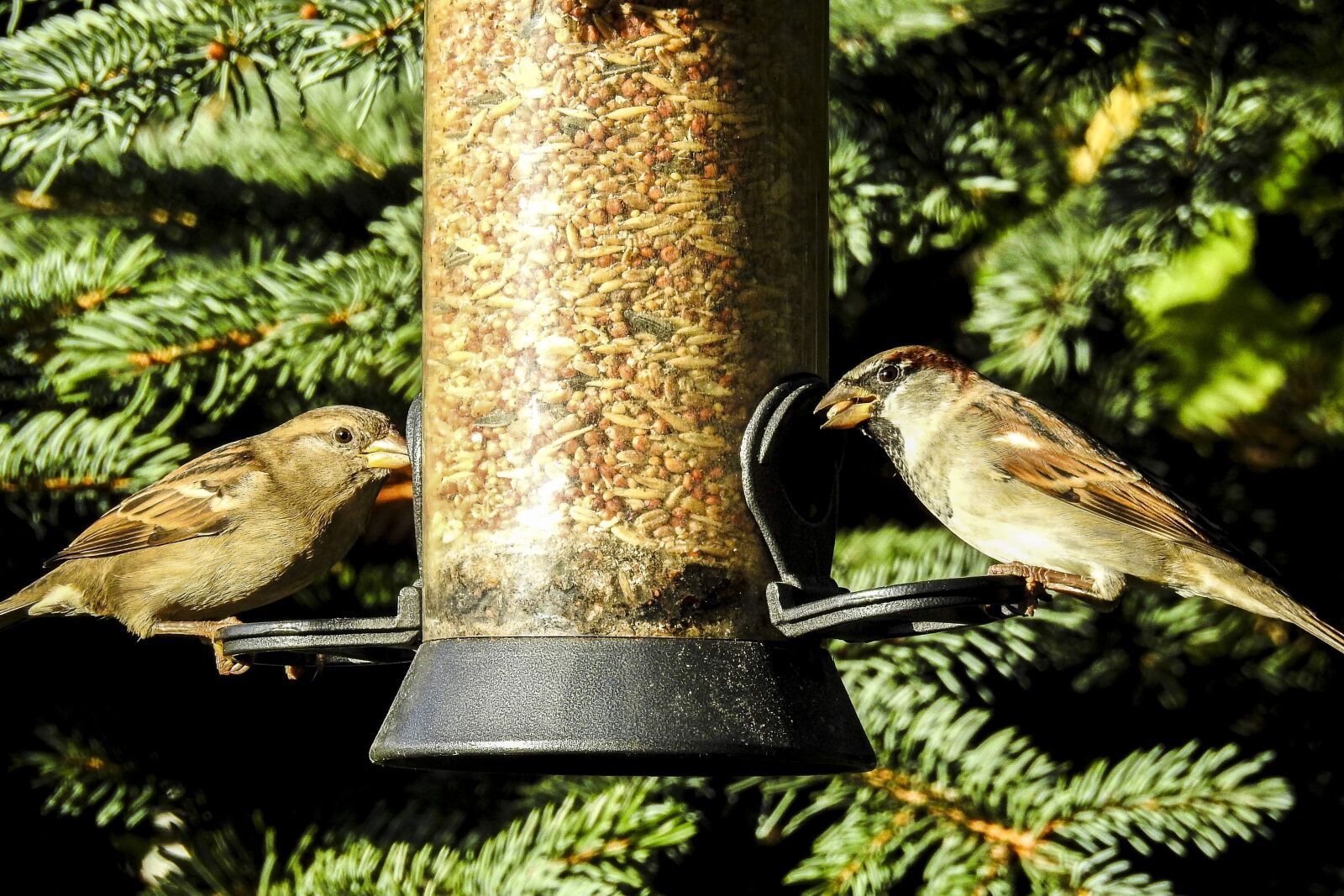 Nikon Coolpix P900 sample photo. House sparrow, sperling, bird photography