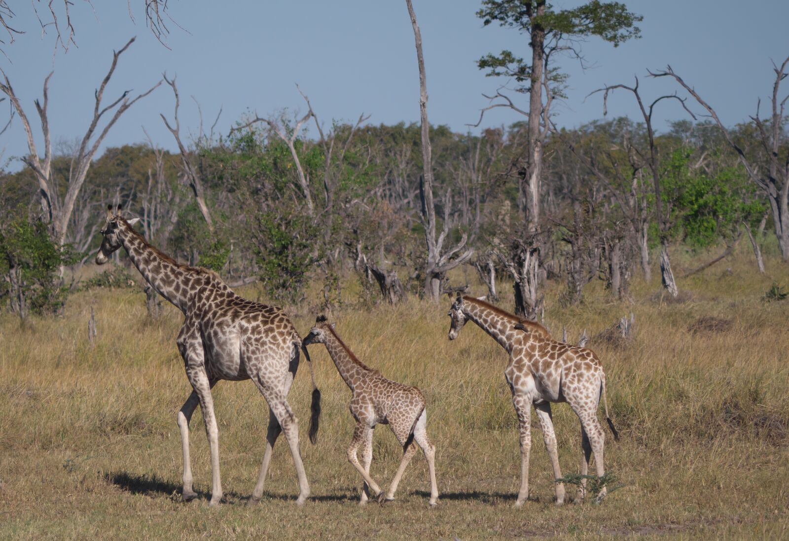 Panasonic Lumix DC-G9 sample photo. Giraffes, family, animals photography