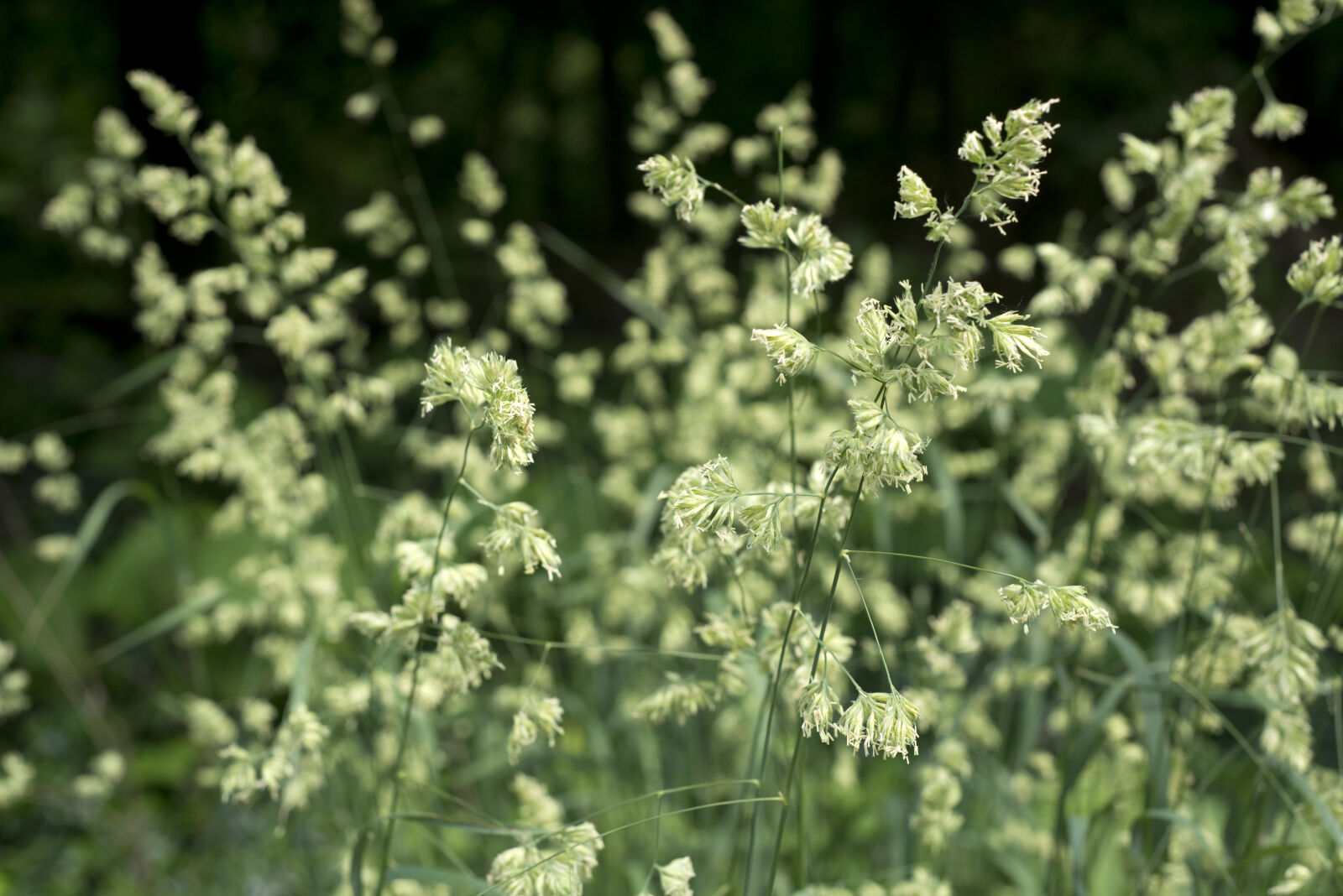 Nikon AF Nikkor 50mm F1.8D sample photo. Background, bloom, blooming, bush photography