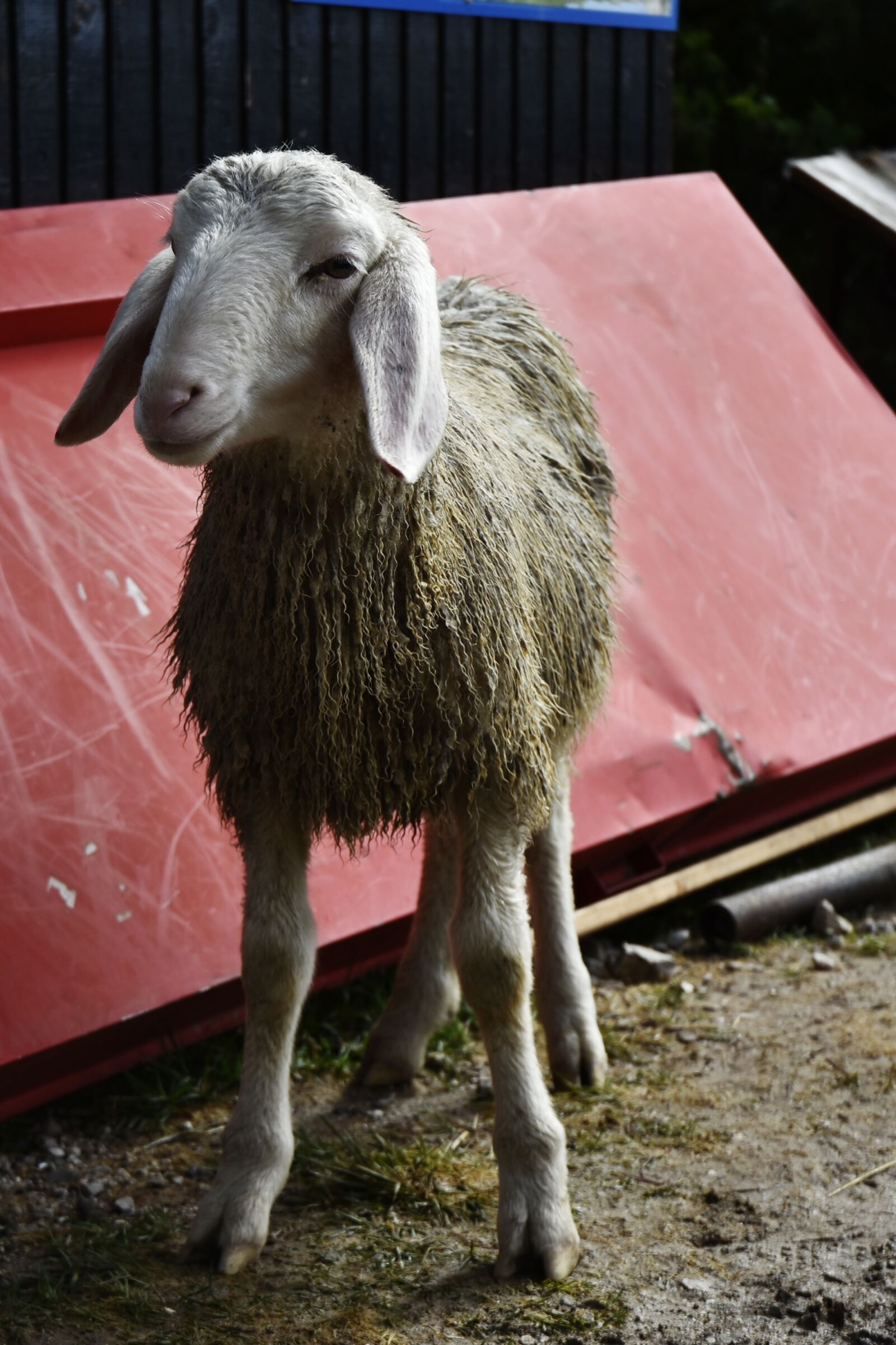 Nikon D7200 sample photo. Sheep, wild, alps photography