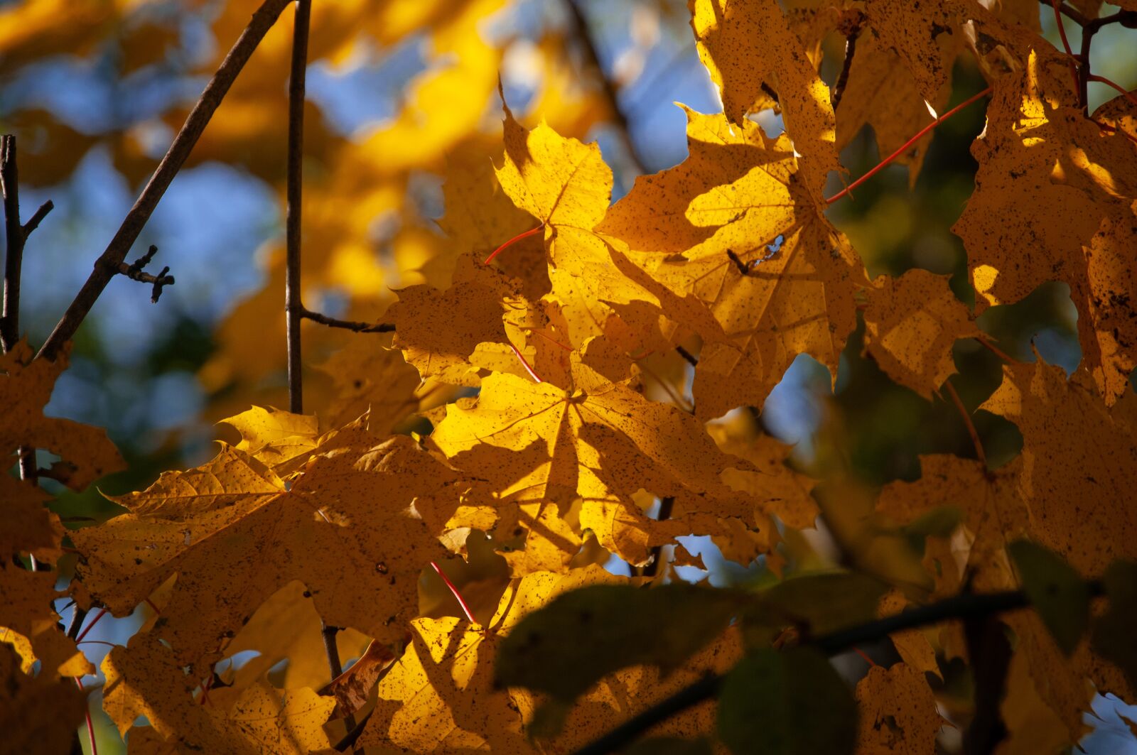 Nikon D300 sample photo. Autumn, tree, nature photography
