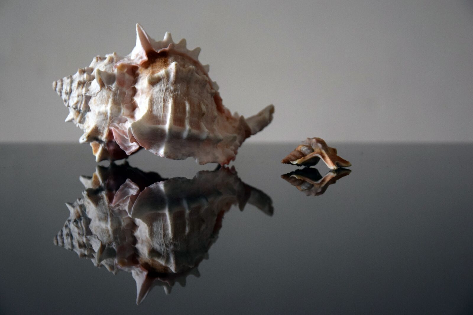 Nikon D3300 sample photo. Shell, background, nature photography