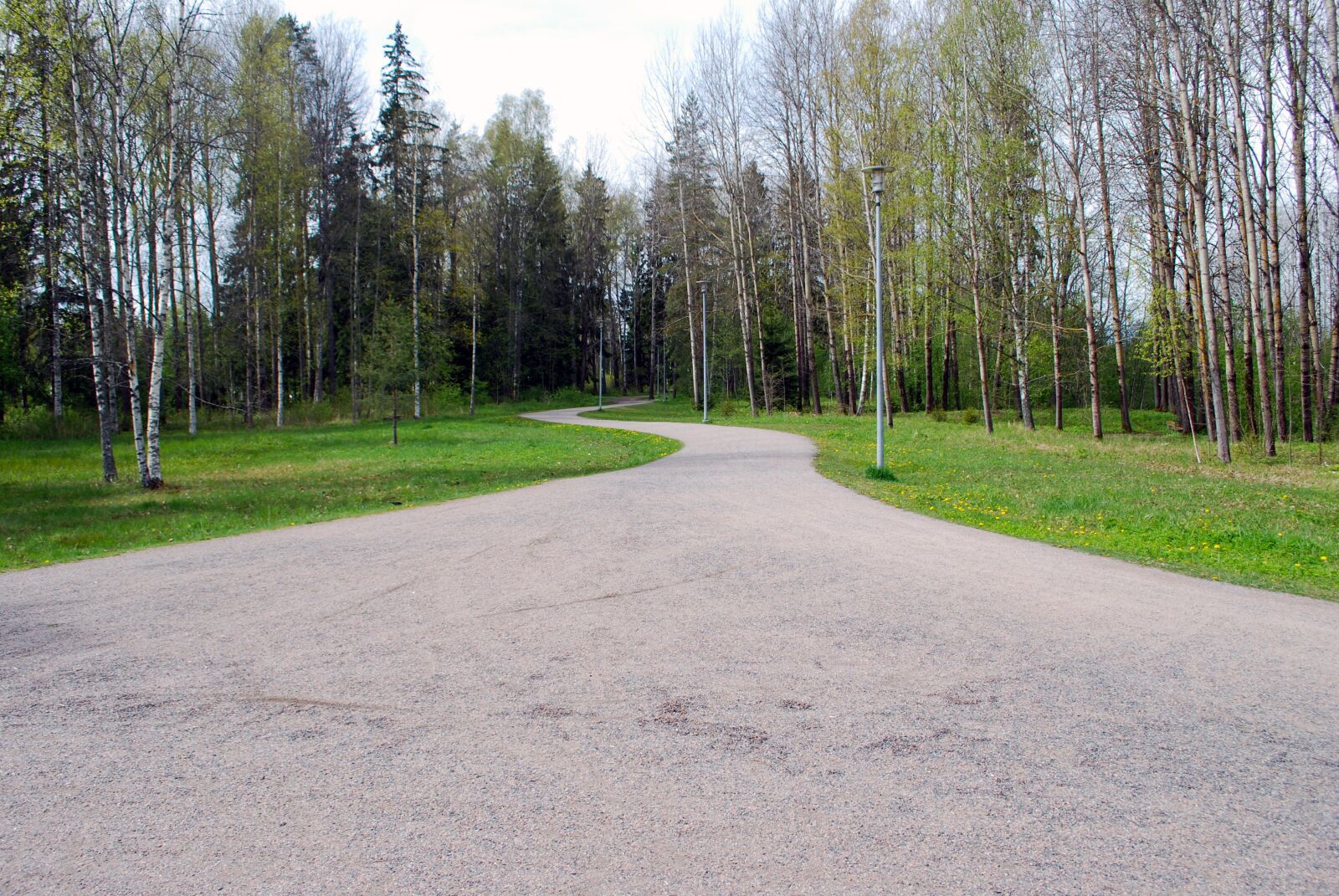 Nikon D60 sample photo. Path, birch, trees photography