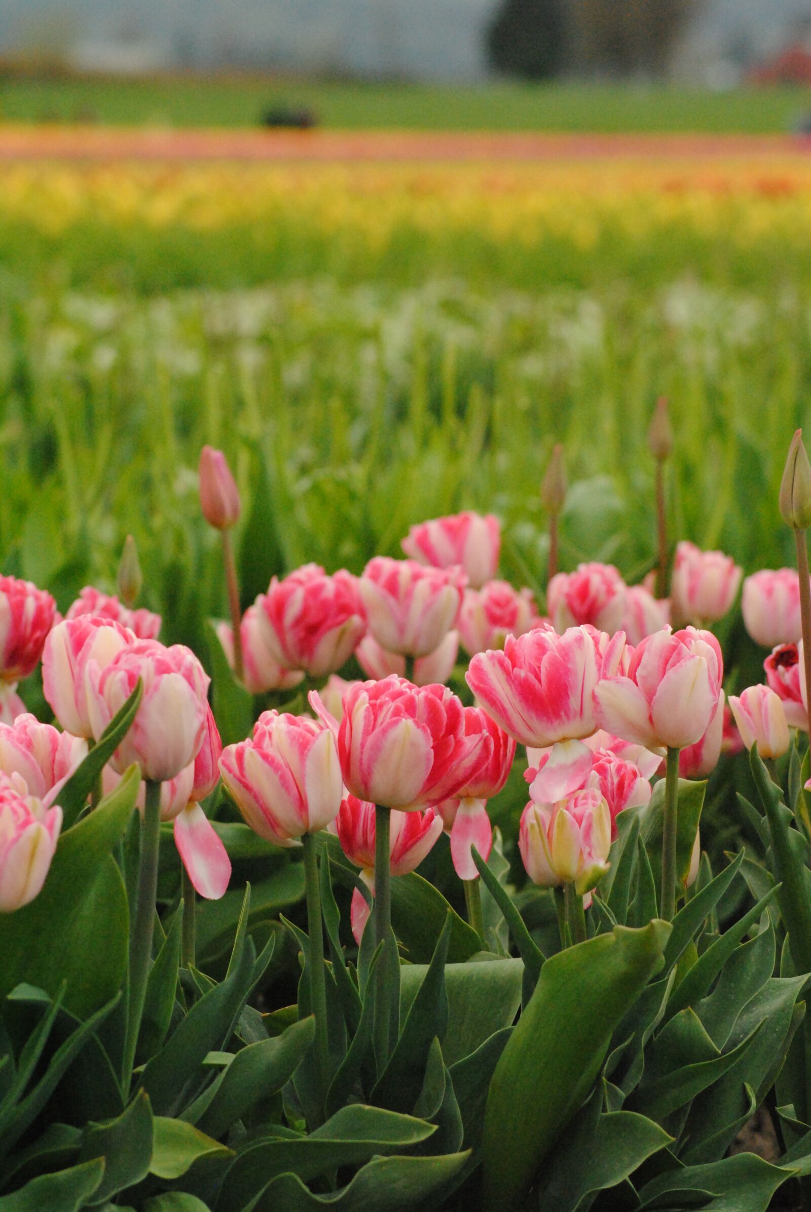 Nikon D3000 sample photo. May flowers, tulip, tulips photography