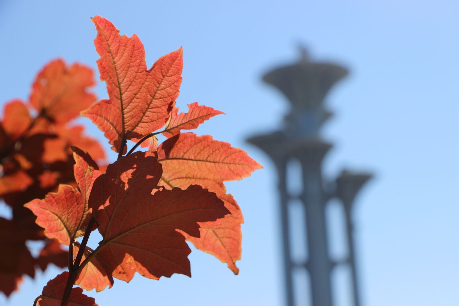 Canon EF-S 18-135mm F3.5-5.6 IS STM sample photo. Scene, autumn, maple leaf photography