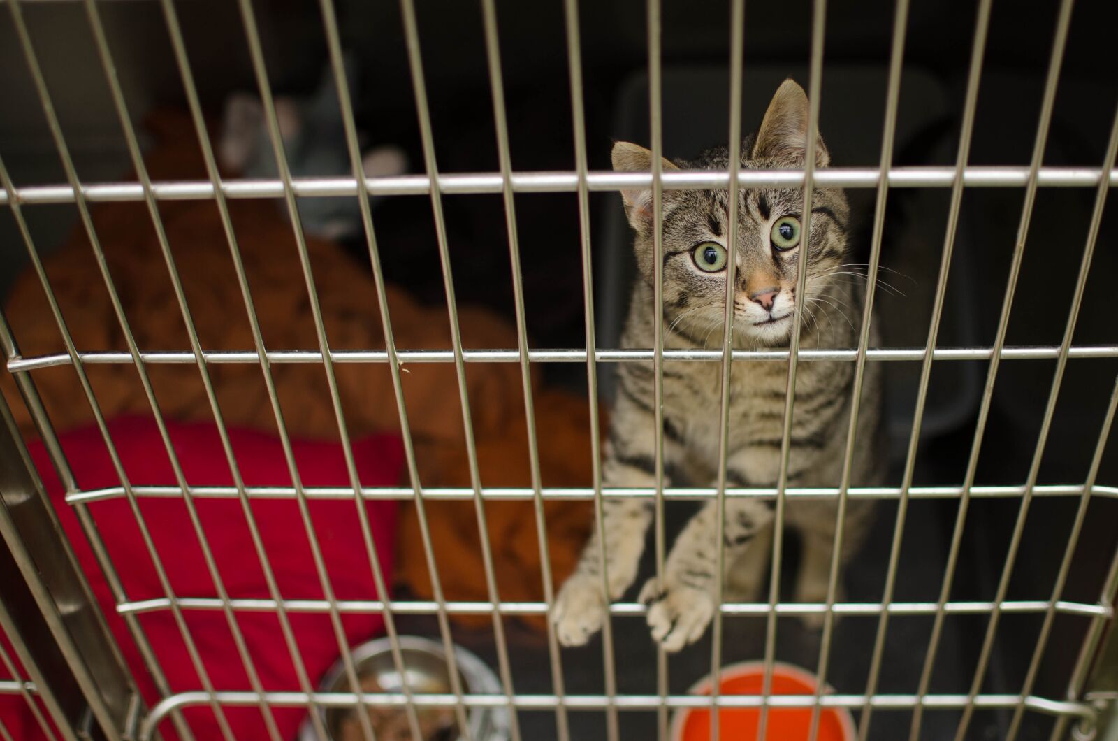 Nikon D7000 sample photo. Cat, sadness, sad photography