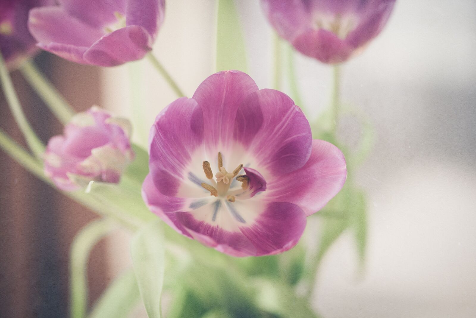Nikon D750 sample photo. Tulips, flowers, pink photography